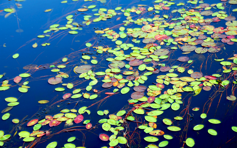 Green lily pads and vines on water