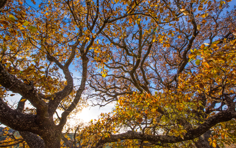 tree branches with autumnal colouring against a blue sky