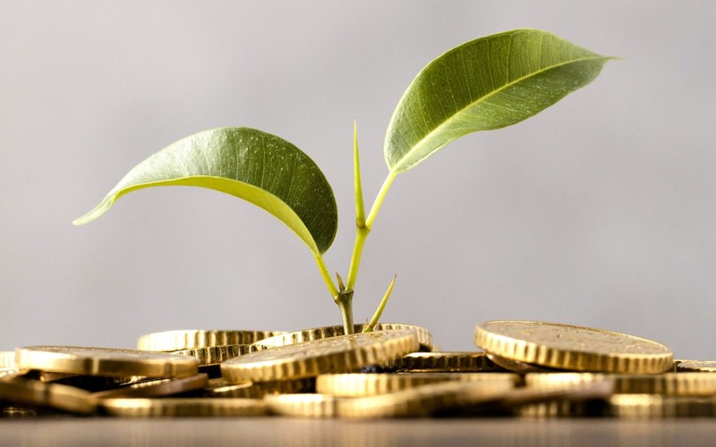 A small green plant growing from a pile of gold coins