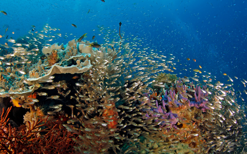 A coral reef with a shoal of small fish 